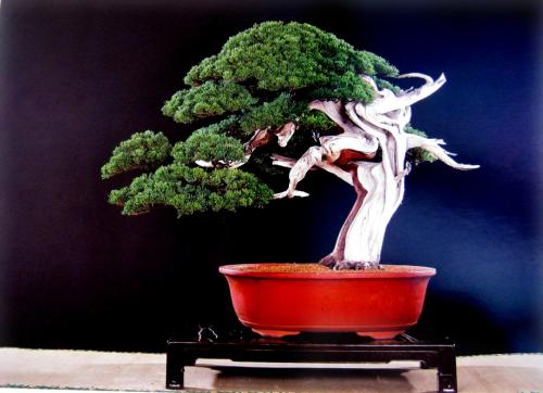 Bonsai, cay canh nghe thuat, cây cảnh nghệ thuật